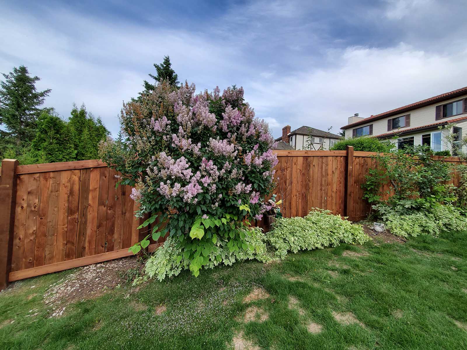 Pressure-treated privacy fence corner section with garden landscaping built by Crestfield Decking in Edmonton, Alberta